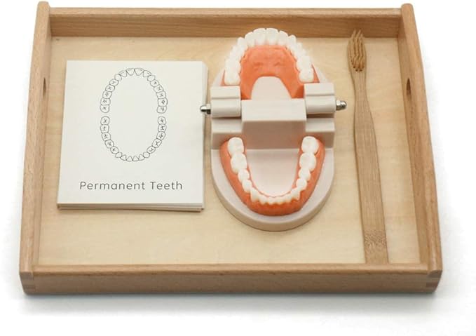MEROCO Montessori Practical Life Brushing Teeth Model and Cards Montessori Homeschool Learning Preschool Toys for Toddlers