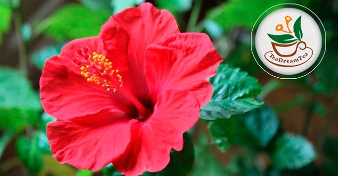TeaDreamTea Hibiscus Tea Bags | 50 Bleach-Free Tea Bags | Caffeine Free | Dried Hibiscus Flowers | Hibiscus Flower Tea | Dried Flower Tea | Brew Hot or Iced |Herbal Hibiscus Tea