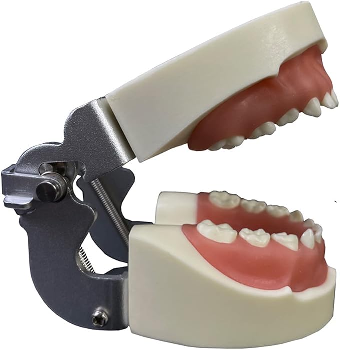 Teeth Model Typodonts Implant Study Analysis Demonstration Demonstration Teeth