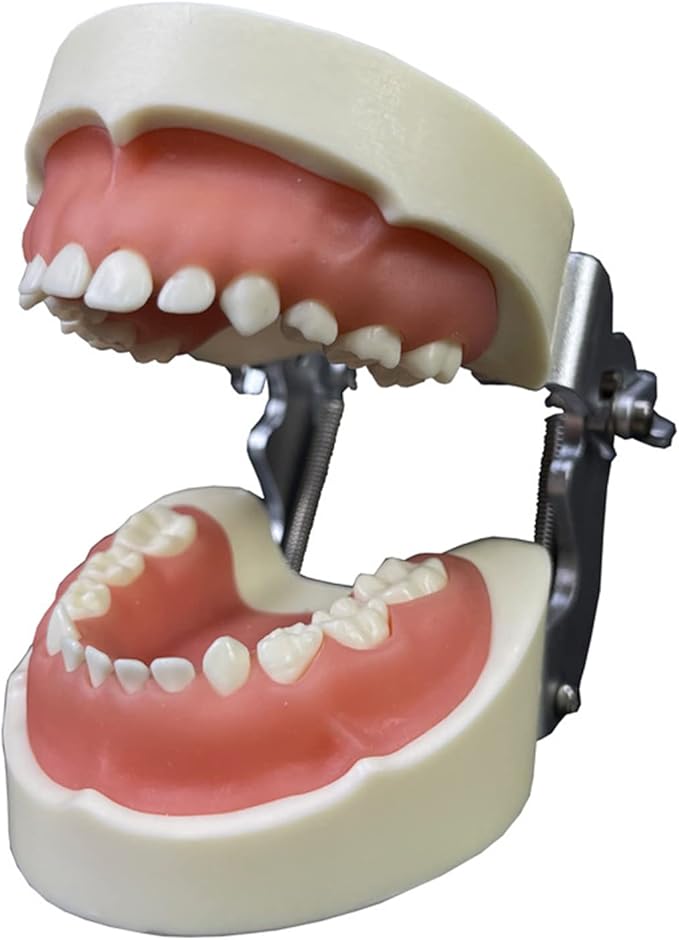 Teeth Model Typodonts Implant Study Analysis Demonstration Demonstration Teeth
