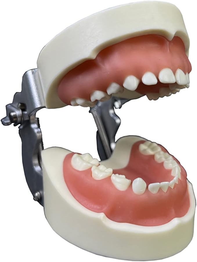 Teeth Model Typodonts Implant Study Analysis Demonstration Demonstration Teeth