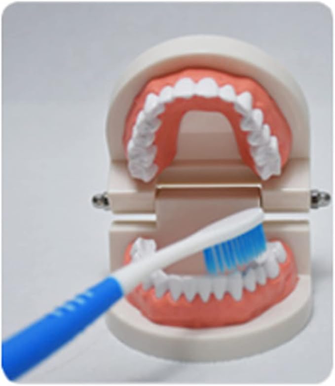 Teeth Model Typodonts Implant Study Analysis Demonstration Demonstration Teeth