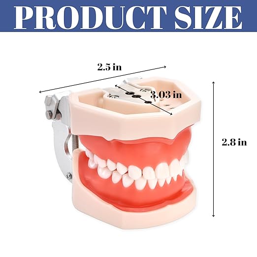 ZENFUN Standard Dental Typodont Model, Demonstration Teeth Model, Dental Model with 28Pcs Screw-in Removable Teeth Silica Gel Material Soft for Study, Teaching, Practice