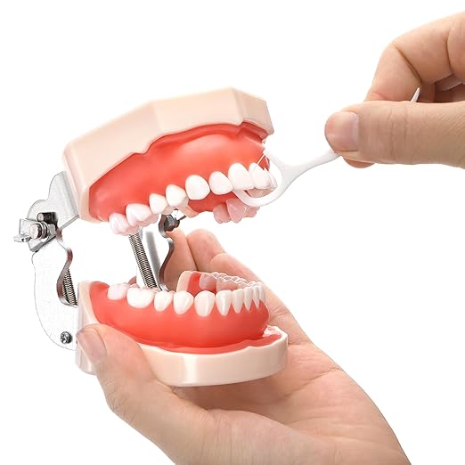 ZENFUN Standard Dental Typodont Model, Demonstration Teeth Model, Dental Model with 28Pcs Screw-in Removable Teeth Silica Gel Material Soft for Study, Teaching, Practice