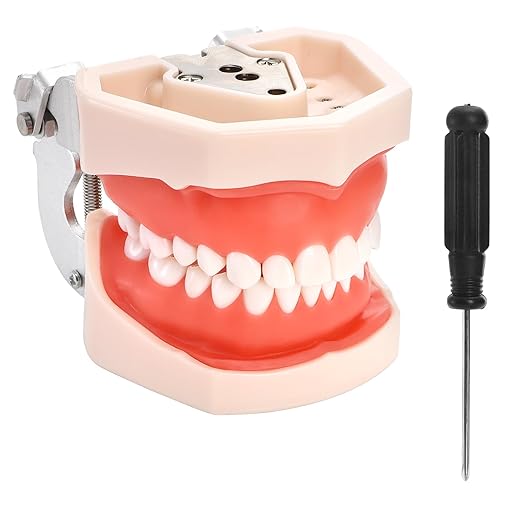 ZENFUN Standard Dental Typodont Model, Demonstration Teeth Model, Dental Model with 28Pcs Screw-in Removable Teeth Silica Gel Material Soft for Study, Teaching, Practice