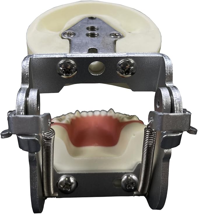 Teeth Model Typodonts Implant Study Analysis Demonstration Demonstration Teeth