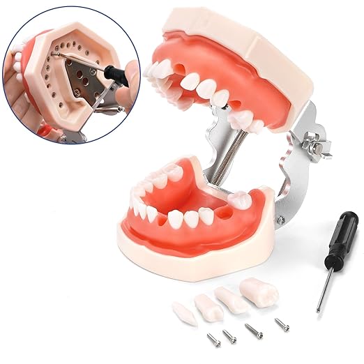 ZENFUN Standard Dental Typodont Model, Demonstration Teeth Model, Dental Model with 28Pcs Screw-in Removable Teeth Silica Gel Material Soft for Study, Teaching, Practice
