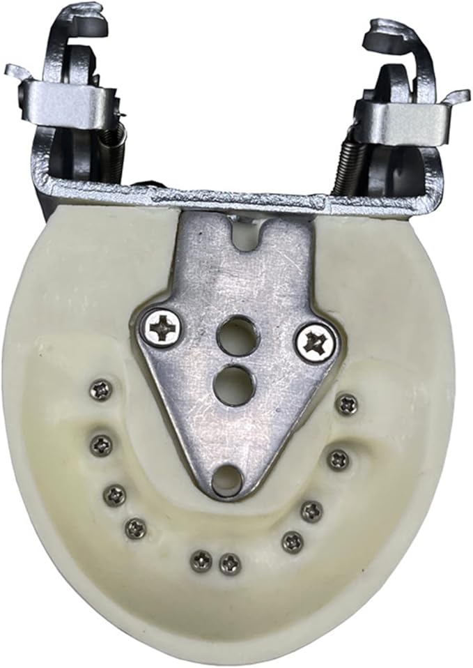 Teeth Model Typodonts Implant Study Analysis Demonstration Demonstration Teeth