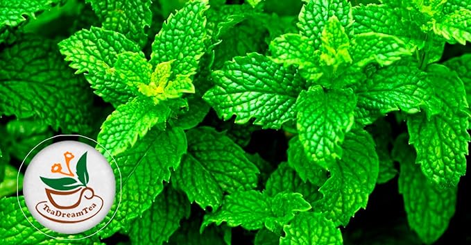 TeaDreamTea Peppermint Tea - Mint Tea Bags - Alleviates Digestive Discomfort | Herbal Tea - Aromatic & Caffeine Free - Bulk (300 Teabags)