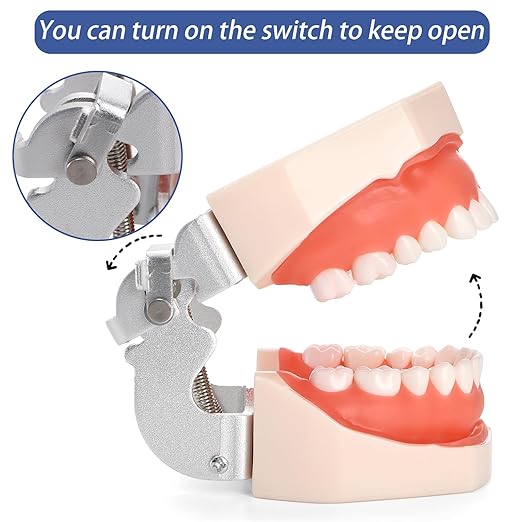 ZENFUN Standard Dental Typodont Model, Demonstration Teeth Model, Dental Model with 28Pcs Screw-in Removable Teeth Silica Gel Material Soft for Study, Teaching, Practice