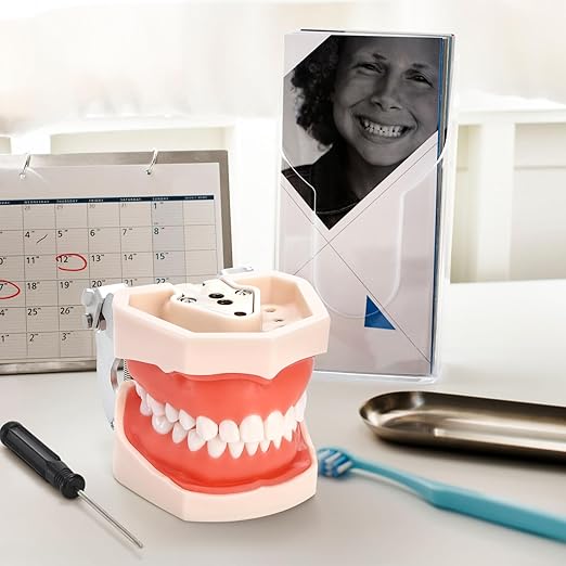 ZENFUN Standard Dental Typodont Model, Demonstration Teeth Model, Dental Model with 28Pcs Screw-in Removable Teeth Silica Gel Material Soft for Study, Teaching, Practice