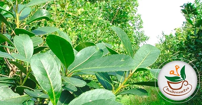 Yerba Mate Tea - Green Cut & Sifted - Unsmoked Energy Boost - 50 Tea Bags - Packed with Nutrients - Your Perfect Coffee Replacement