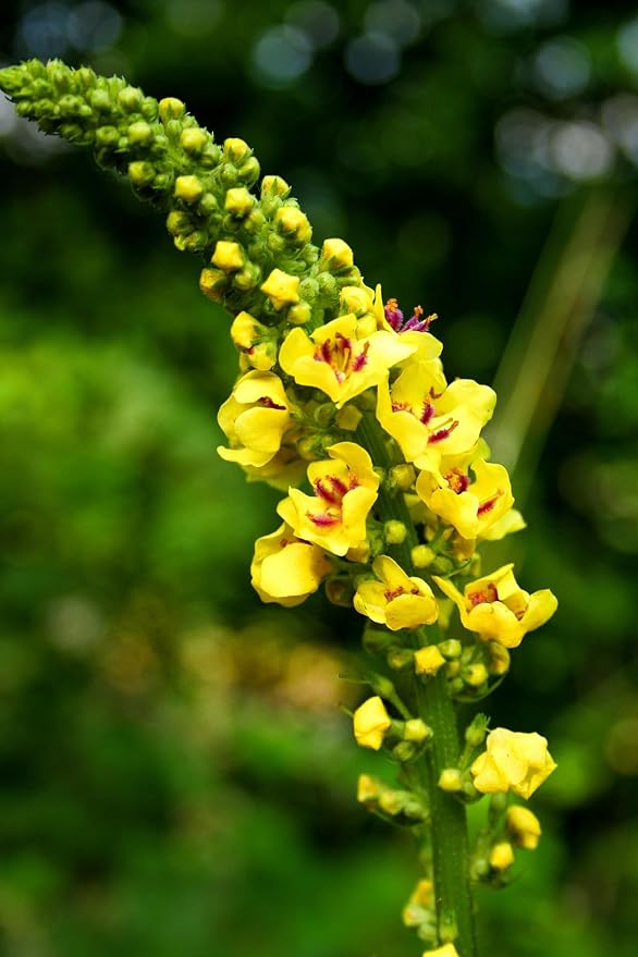 Mullein Leaf Tea - 2.2g*40 TeaBags - Re-usable for Brew - for Detox & Lungs - 100% Natural Mullein Mullein Leaf & Stem & Flower - Non-GMO - Caffeine-free - Eco-Conscious Tea Bags