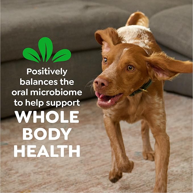 Greenies Veterinarian-Recommended Adult Natural Dental Dog Treats Petite Size, Original Flavor, 6 oz. Pack,10 Count