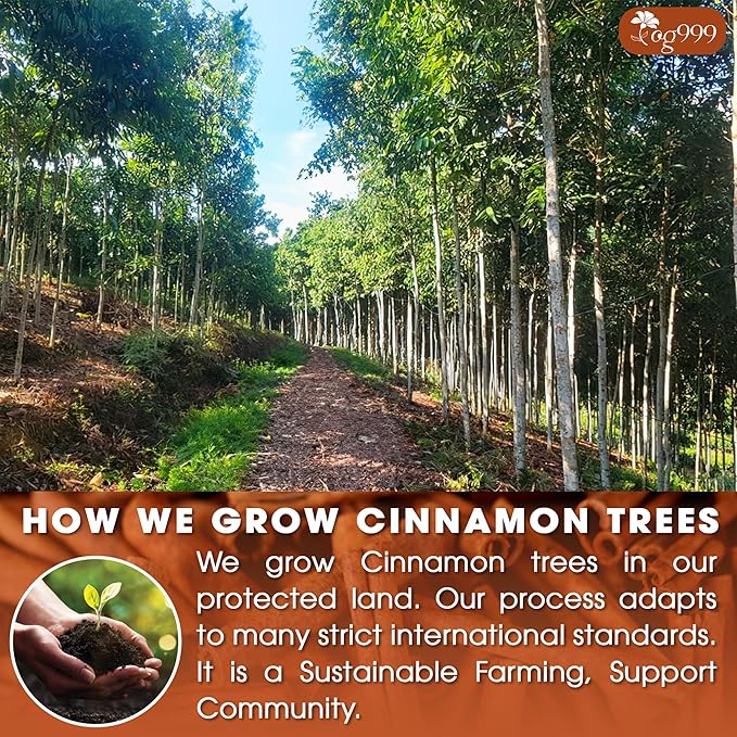 TOG999, Premium 30 Tea Bags - Special Cinnamon Tea, 100% Natural & Pure, Herbal Tea. Cinnamon Stick Herbal Spice