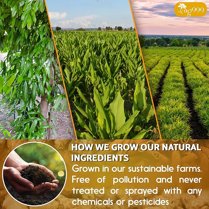TOG999, 120 Bags Premium Turmeric Ginger Cinnamon Tea. Upgraded Version. Improve Digestion, Support Brain, Weight, Skin and Sleep. Eco-Conscious Tea Bags. No Sugar, No Caffeine, No Gluten, Vegan.